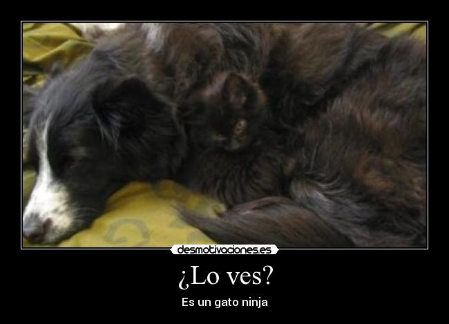 ¿Lo ves? - Es un gato ninja