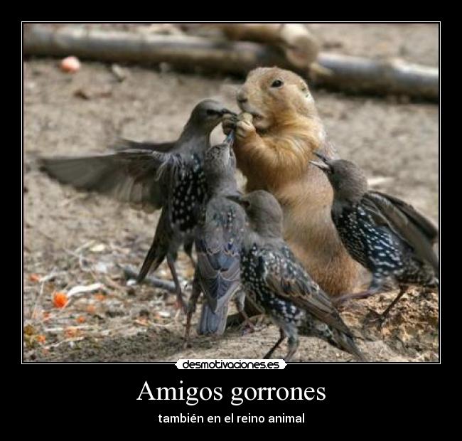 carteles amigos pajaros gorrones desmotivaciones