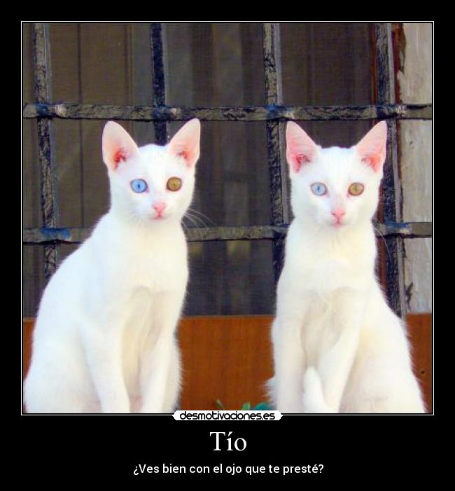 Tío - ¿Ves bien con el ojo que te presté?