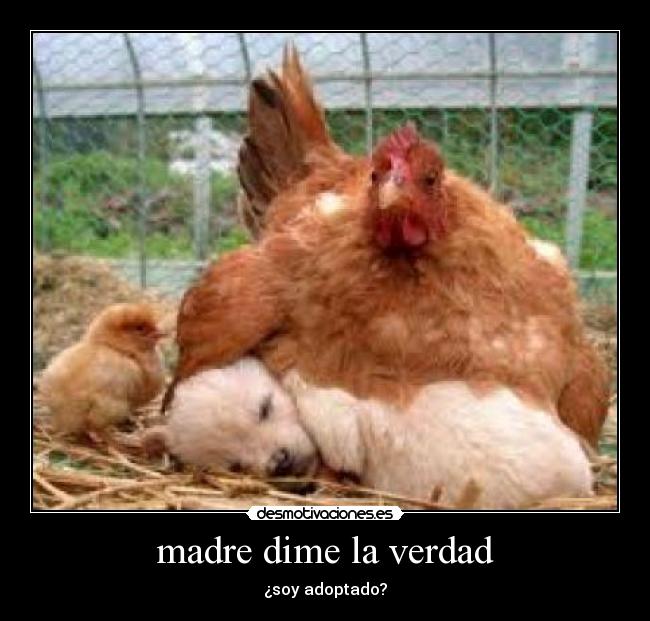 carteles madre madre dime verdad desmotivaciones