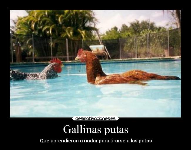 Gallinas putas - Que aprendieron a nadar para tirarse a los patos