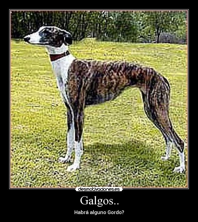 Galgos.. - Habrá alguno Gordo?