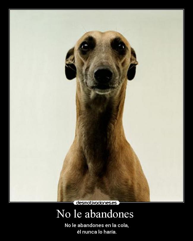 No le abandones -