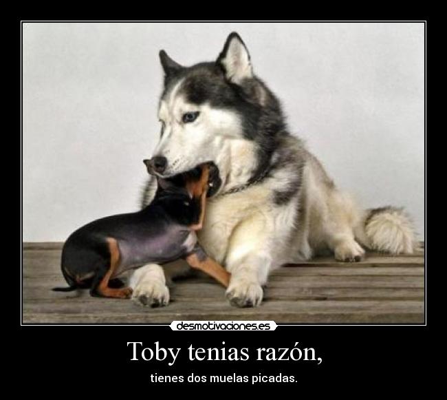 Toby tenias razón, - tienes dos muelas picadas.