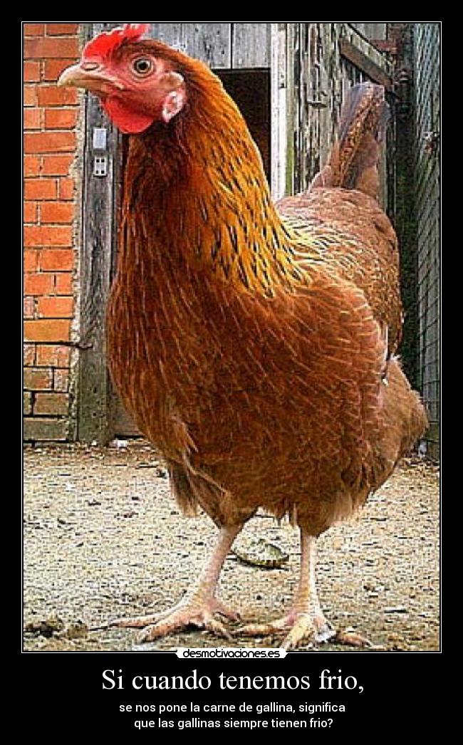 Si cuando tenemos frio, - se nos pone la carne de gallina, significa
que las gallinas siempre tienen frio?