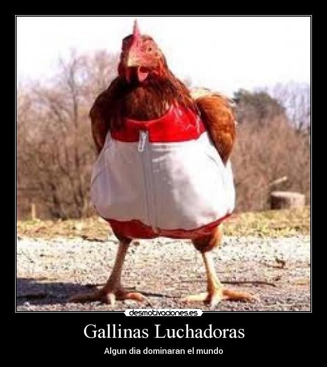 Gallinas Luchadoras - Algun dia dominaran el mundo