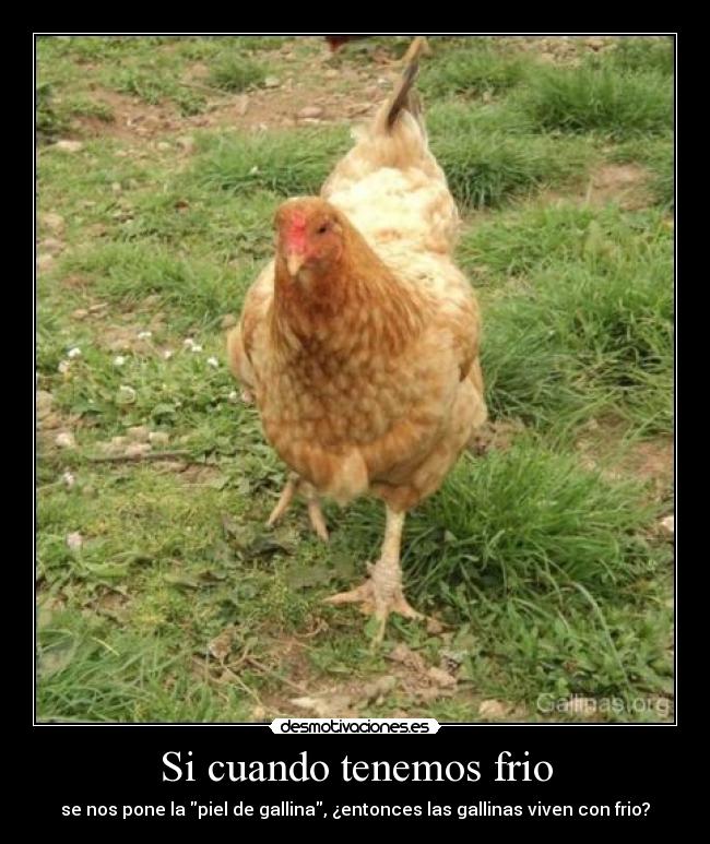 carteles gallinas preguntas desmotivaciones