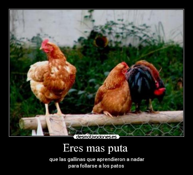 Eres mas puta - que las gallinas que aprendieron a nadar
para follarse a los patos