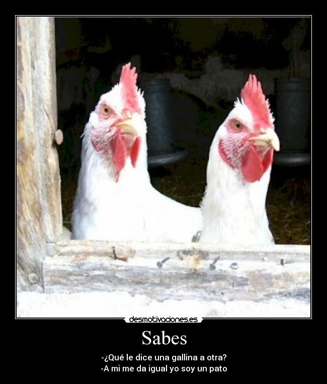 Sabes - -¿Qué le dice una gallina a otra?
-A mi me da igual yo soy un pato