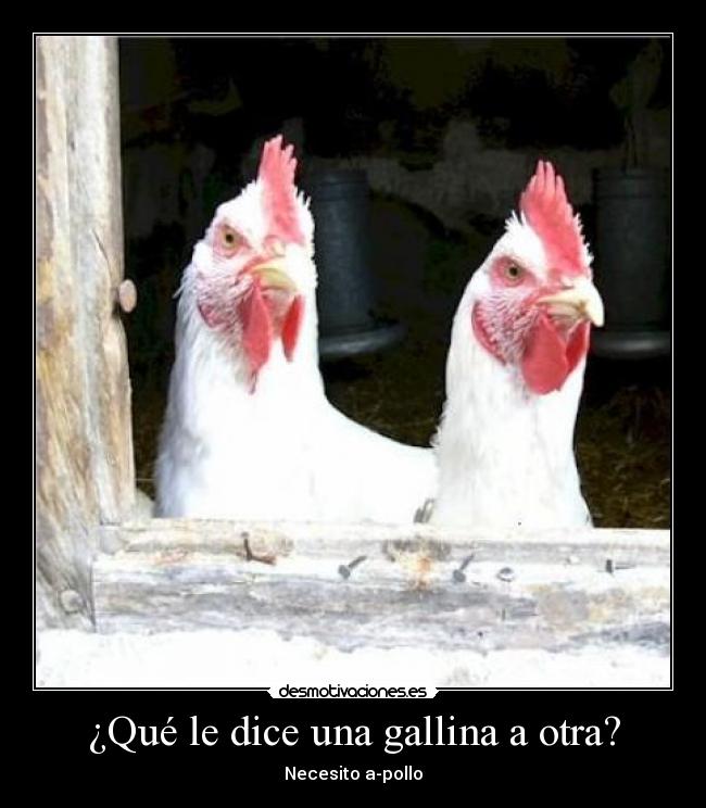 ¿Qué le dice una gallina a otra? - 