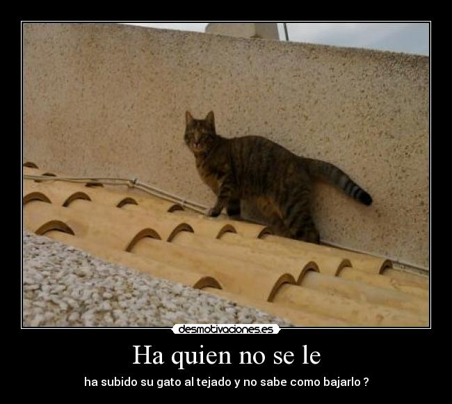 Ha quien no se le - ha subido su gato al tejado y no sabe como bajarlo ?