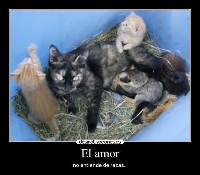 El amor -