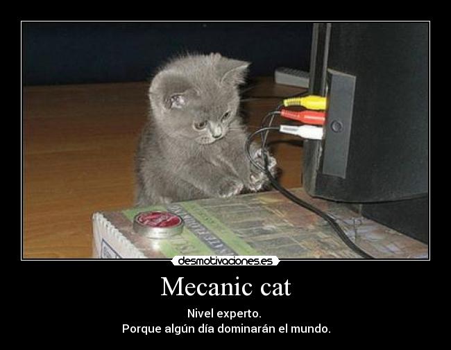 Mecanic cat - Nivel experto.
Porque algún día dominarán el mundo.