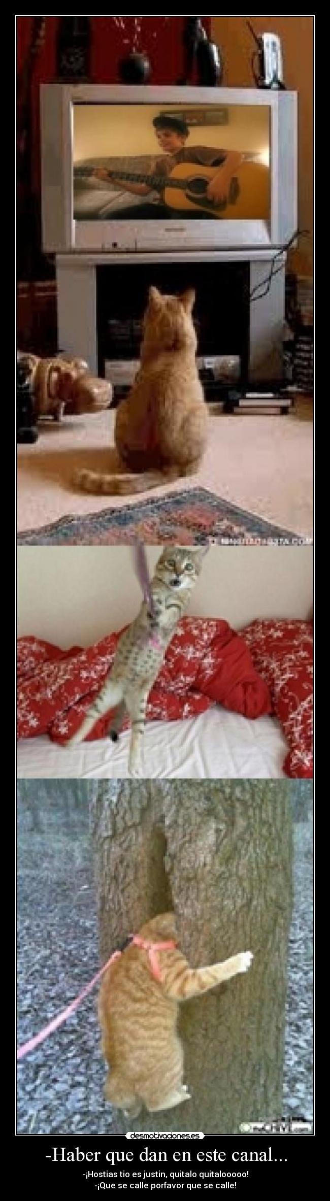 -Haber que dan en este canal... - -¡Hostias tio es justin, quitalo quitalooooo!
-¡Que se calle porfavor que se calle!