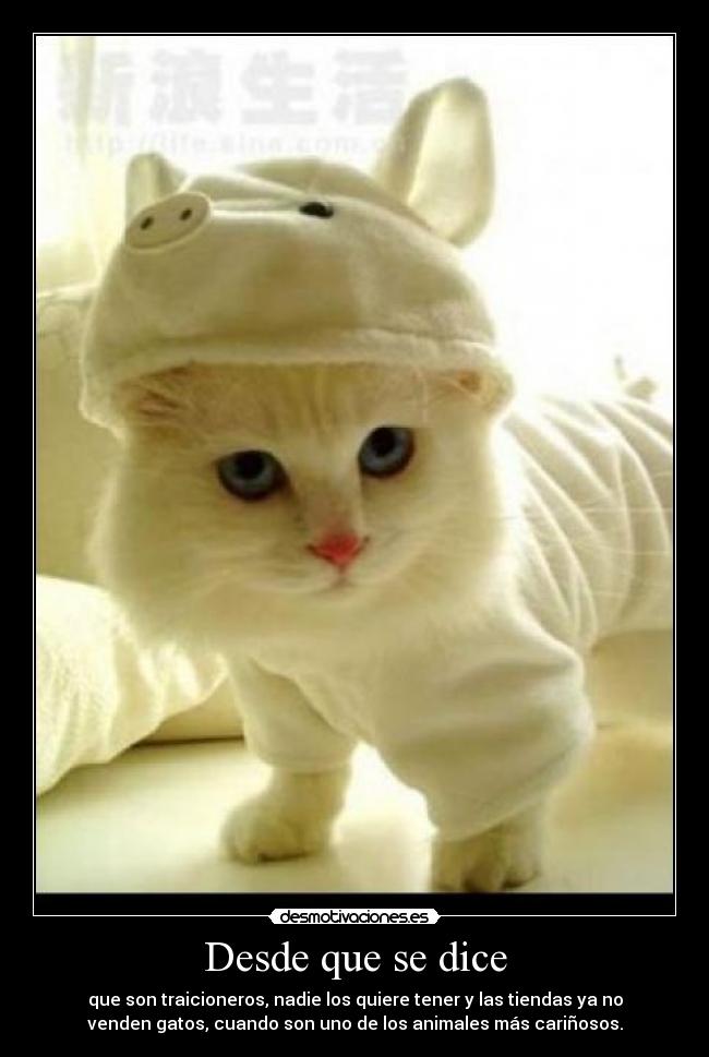 Desde que se dice - que son traicioneros, nadie los quiere tener y las tiendas ya no
venden gatos, cuando son uno de los animales más cariñosos.