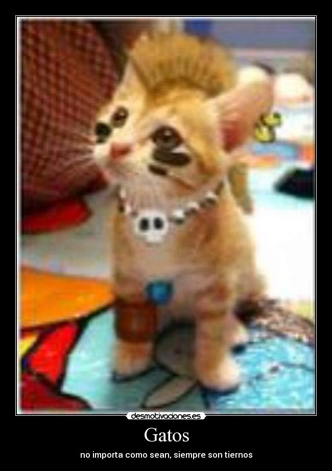 Gatos - no importa como sean, siempre son tiernos