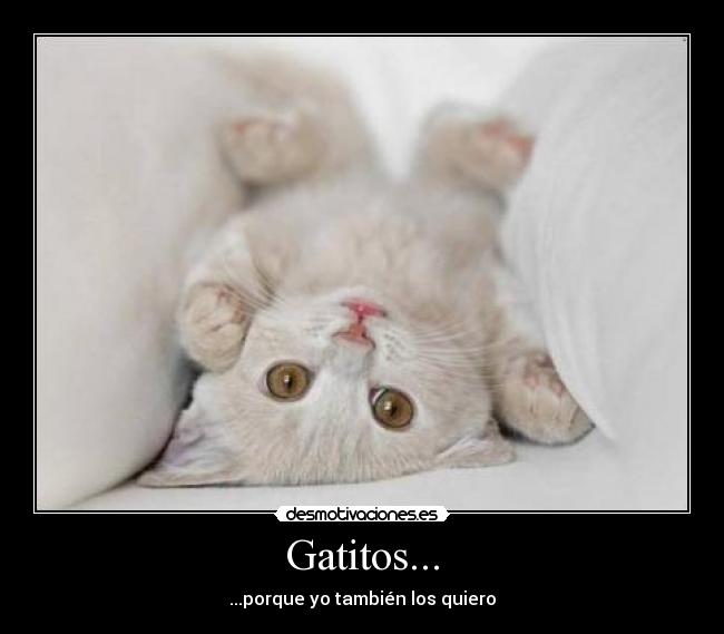 Gatitos... -