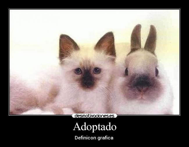 carteles adoptado desmotivaciones