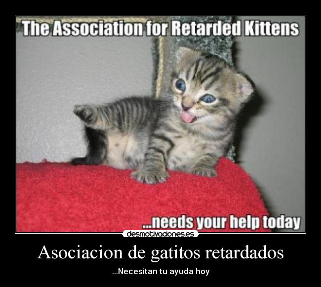 Asociacion de gatitos retardados - ...Necesitan tu ayuda hoy