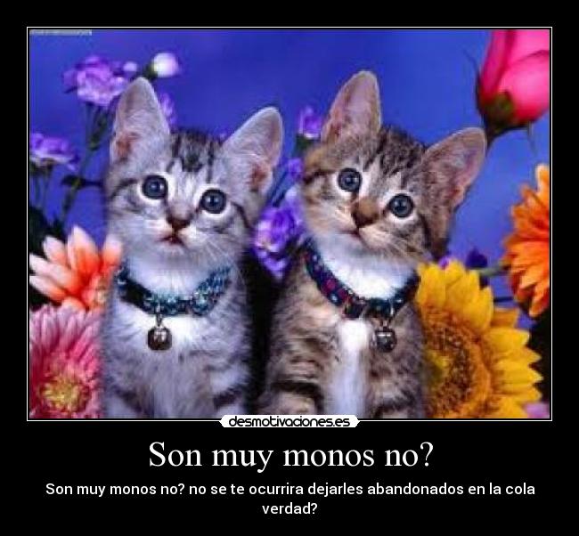 carteles gatitos desmotivaciones