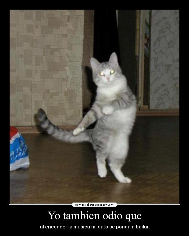 Yo tambien odio que - al encender la musica mi gato se ponga a bailar.