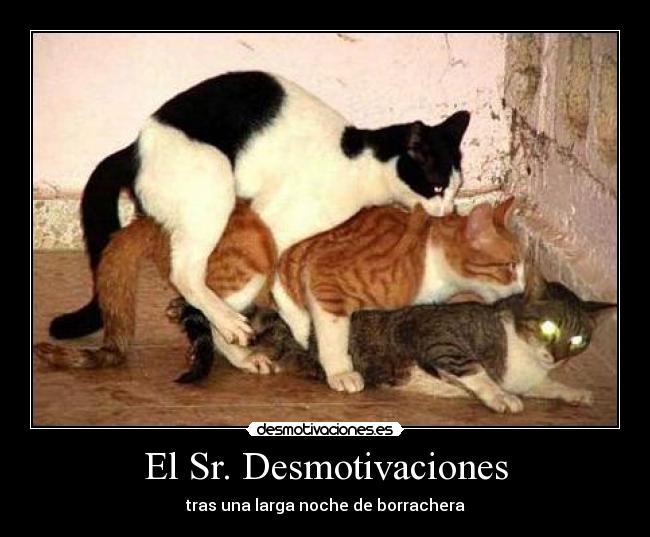 carteles desmotivaciones sr desmotivaciones noche borrachera gato desmotivaciones