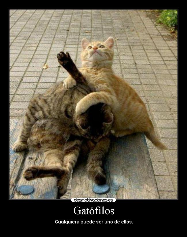 Gatófilos - Cualquiera puede ser uno de ellos.
