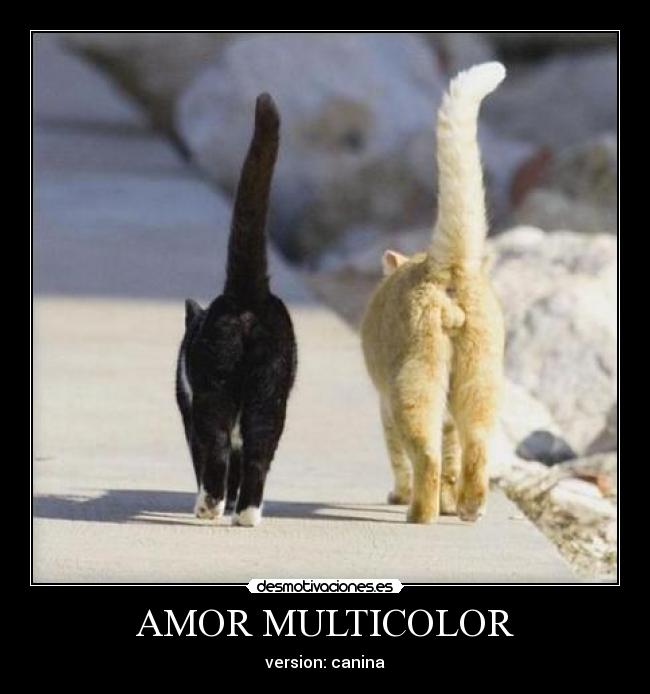 AMOR MULTICOLOR - version: canina