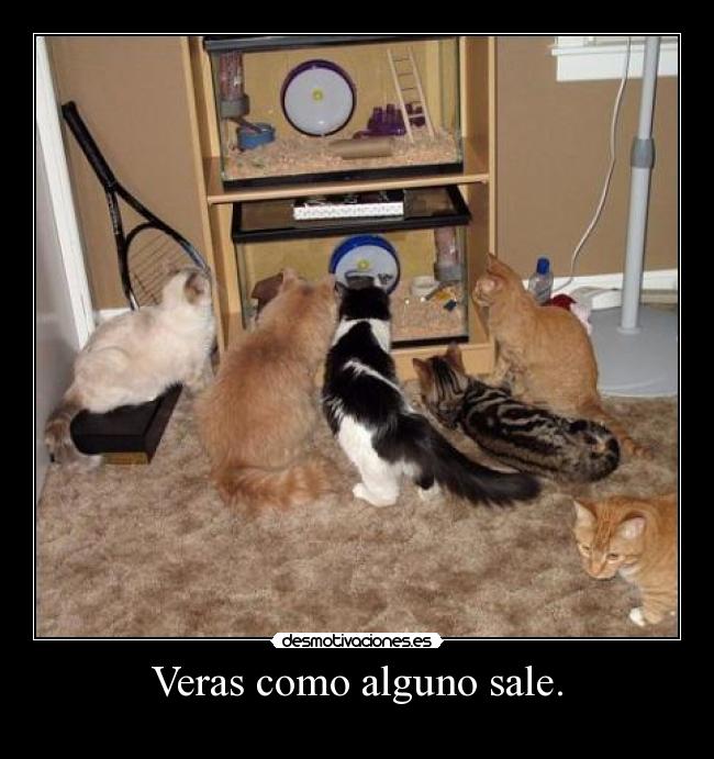 Veras como alguno sale. - 