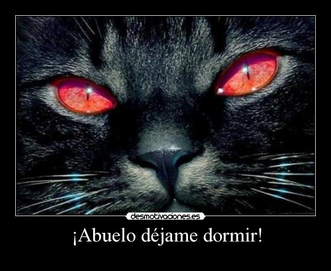 carteles dormir gato desmotivaciones