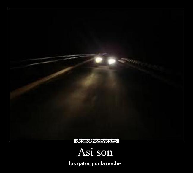 Así son  - los gatos por la noche...