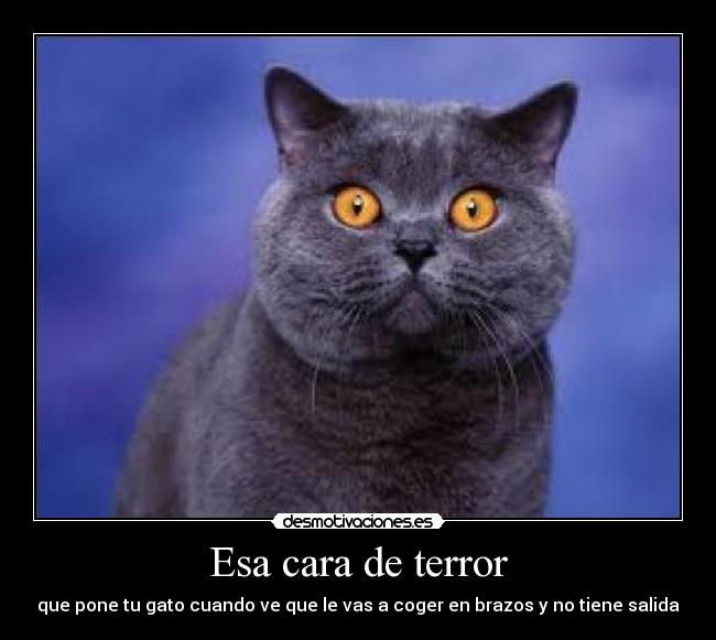 Esa cara de terror - que pone tu gato cuando ve que le vas a coger en brazos y no tiene salida