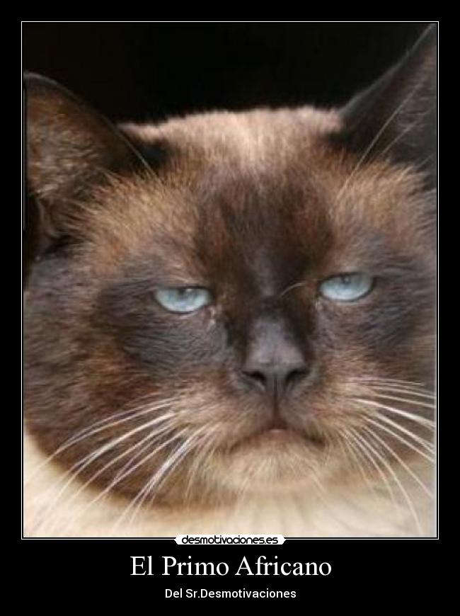 El Primo Africano - 