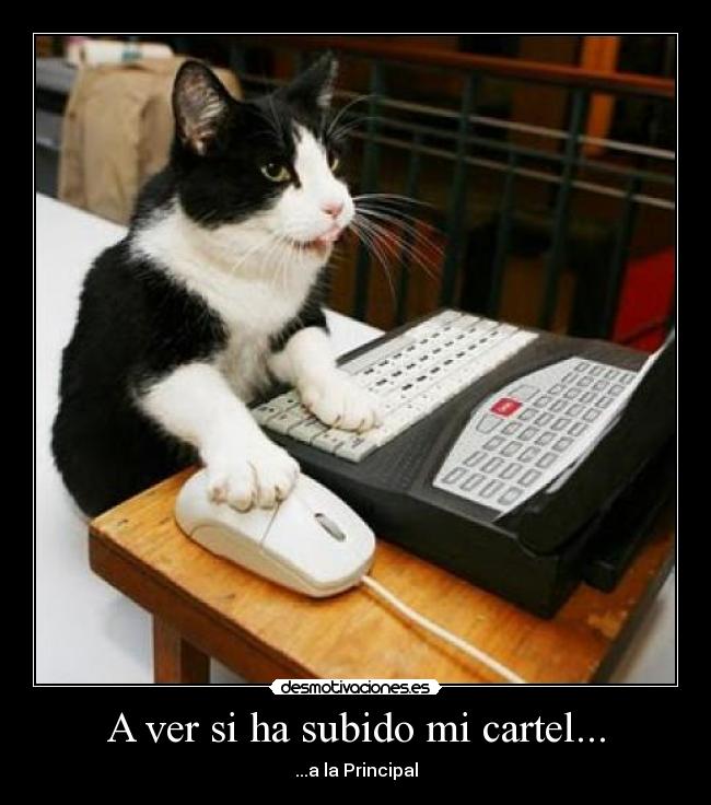 carteles gato desmotivaciones