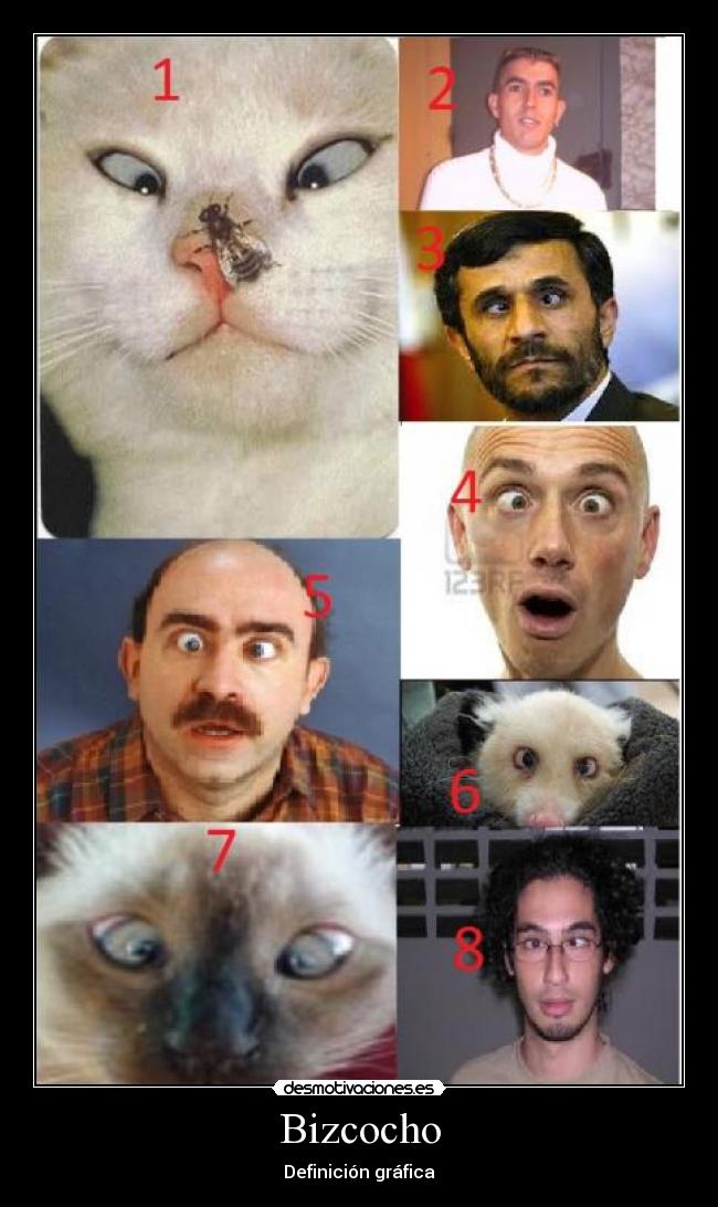 Bizcocho - Definición gráfica