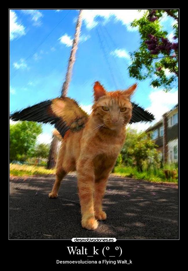 Walt_k (º_º) -