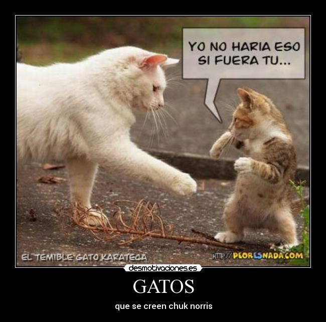 GATOS -