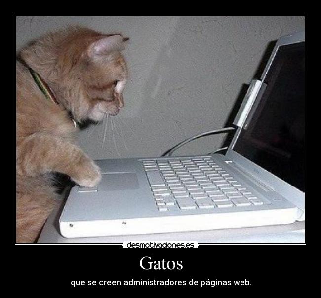 Gatos - 