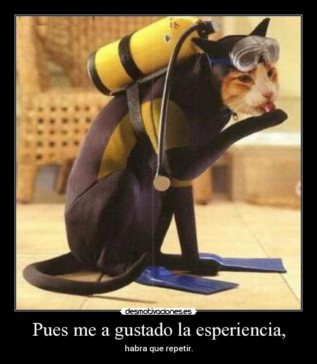 carteles gatosque aprendido nadar desmotivaciones