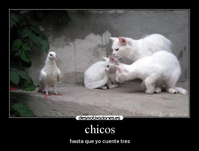 carteles gatos desmotivaciones