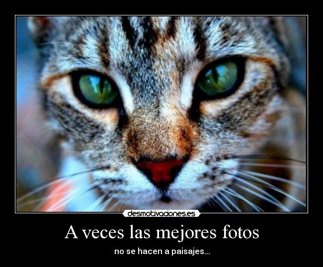 A veces las mejores fotos - 