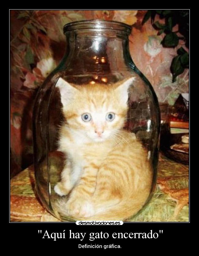 Aquí hay gato encerrado - 