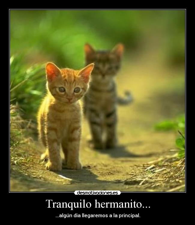 Tranquilo hermanito... -