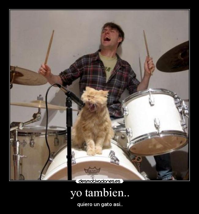 yo tambien.. - quiero un gato asi..