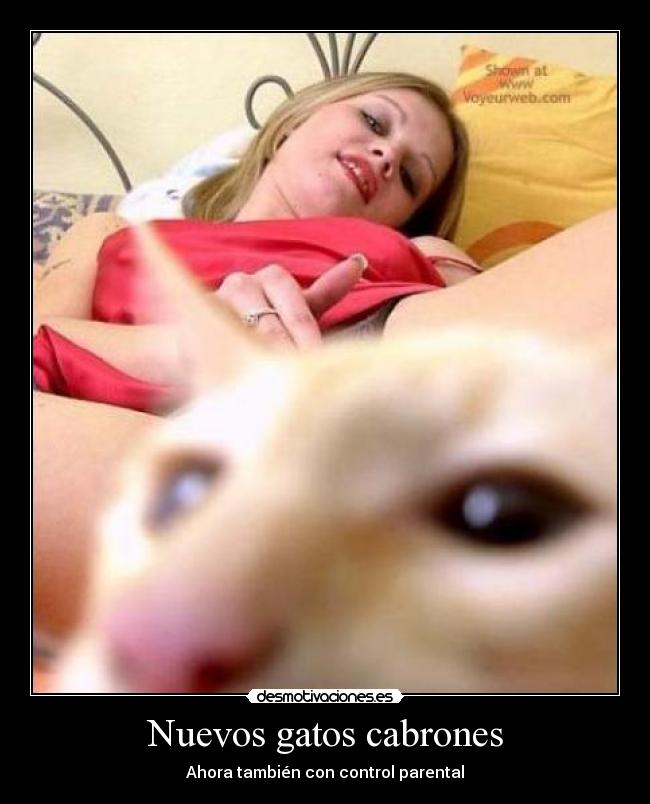 Nuevos gatos cabrones - Ahora también con control parental
