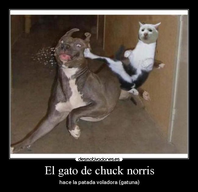 El gato de chuck norris - hace la patada voladora (gatuna)