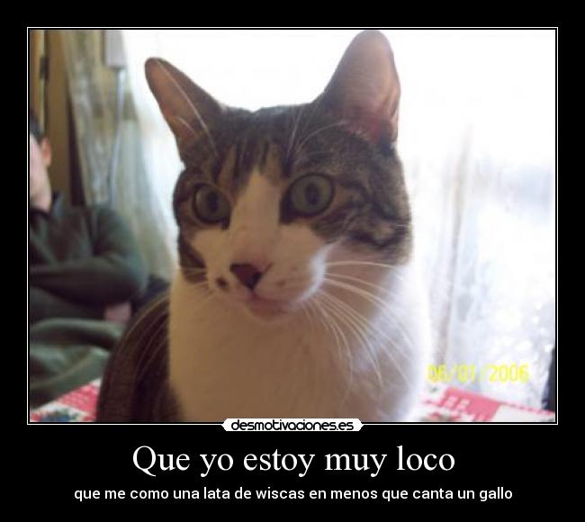 Que yo estoy muy loco - 