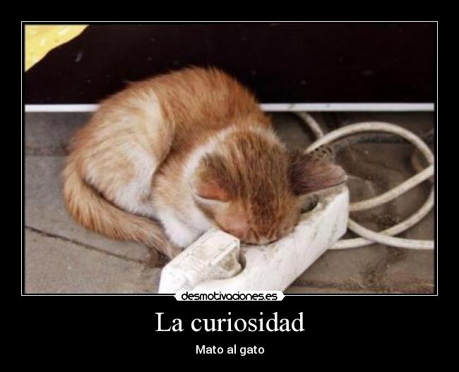 La curiosidad - Mato al gato