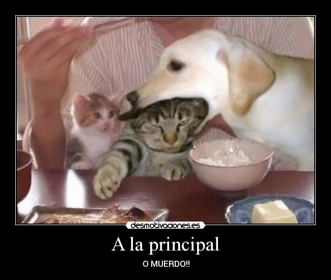 A la principal - O MUERDO!!