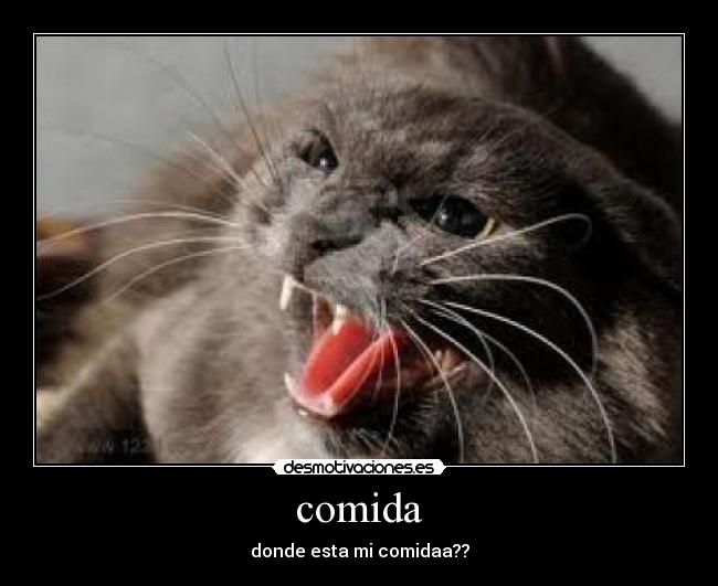comida -